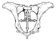 Drawing of a heifer pelvis showing that vertical and horizontal measurements determine pelvic area.