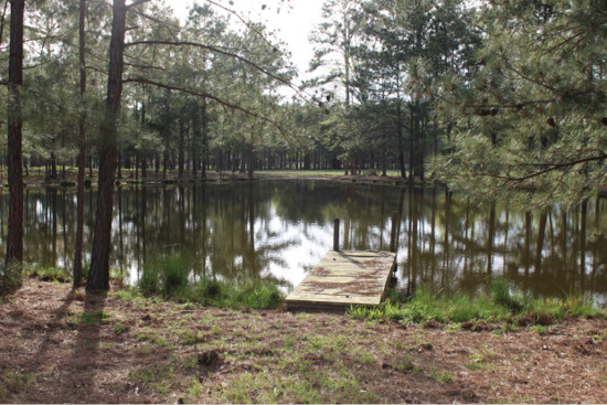A small pond surrounded by trees with a small dock. 