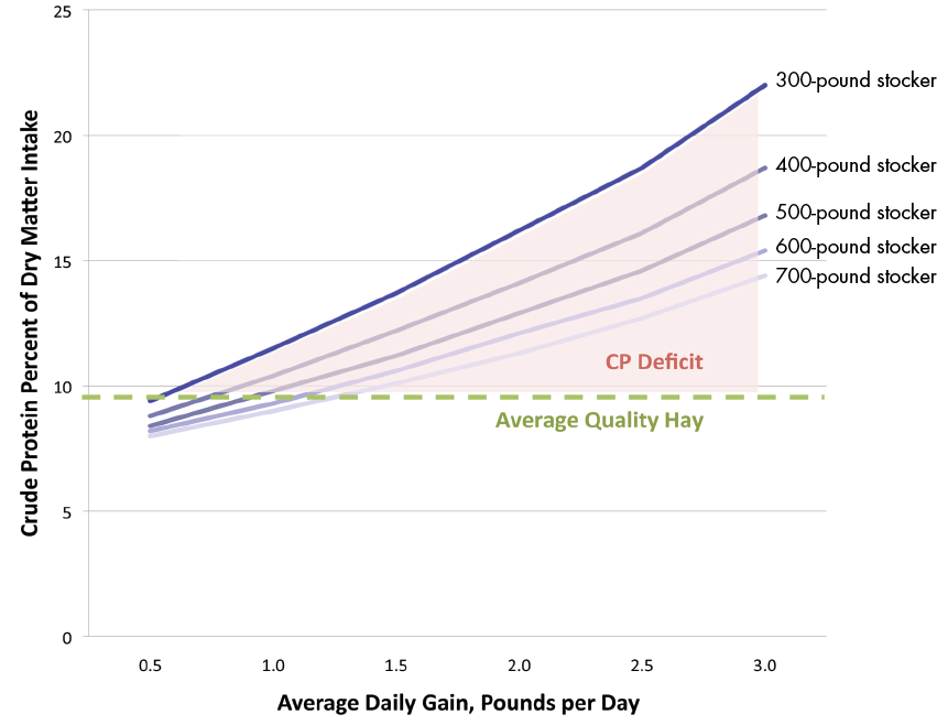 Crude protein requirements increase steadily from 8-10 percent at 0.5 pounds per day to 14-23 percent at 3.0 pounds per day average daily gain. Lighter stockers have the higher CP requirements and heavier stockers the lower requirements. There is a CP deficit at all average daily gains.