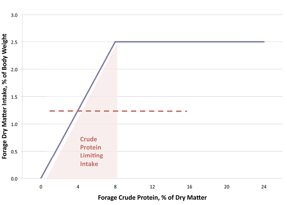 Forage crude protein intake and forage dry matter increase together up to 8% of dry matter and 2.5% of body weight; then, dry matter intake stays steady as crude protein continues to increase.