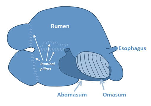 A diagram of the rumen (top), abomasum (bottom), omasum (bottom), ruminal pillars (middle left), and esophagus (far right). 