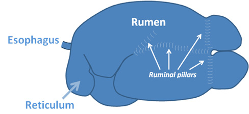 A depiction of the esophagus (top left), reticulum (bottom left), Rumen (top), and Ruminal pillars (middle right).