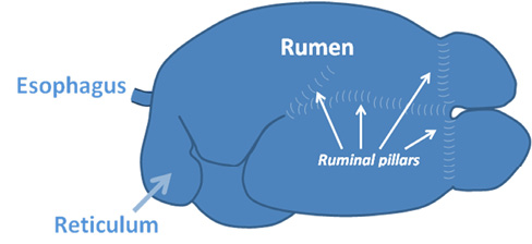 A depiction of the esophagus (top left), reticulum (bottom left), rumen (top), and ruminal pillars (middle right).