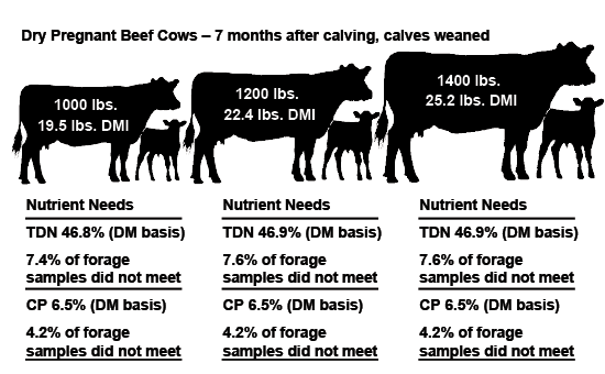 A diagram of three dry pregnant beef cows 7 months after calving when the calves are weaned. The 1,000 lb cow with 19.5 pound DMI needs a TDN of 46.8% (DM basis), but 7.4% of forage samples do not meet this need. For the same cow, CP should be 6.5% (DM basis), but 4.2% of forage samples do not meet this need. The 1,200 lb cow with 22.4 pound DMI needs a TDN of 46.9% (DM basis), but 7.6% of forage samples do not meet this need. For the same cow, CP should be 6.5% (DM basis), but 4.2% of forage samples do not meet this need. The 1,400 lb cow with 25.2 pound DMI needs a TDN of 46.9% (DM basis), but 7.6% of forage samples do not meet this need. For the same cow, CP should be 6.5% (DM basis), but 4.2% of forage samples do not meet this need.