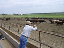 A person leaning against metal railing looks at cows in a field. 