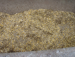 A closeup of yellow, grainy cow feed. 