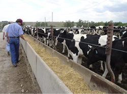 Two people are walking beside a fence with cows on the other side. 