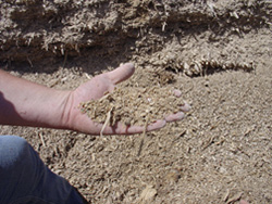 A hand holds a pile of grains from a feedlot. 