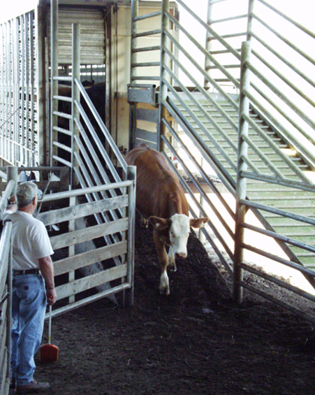 A man watches a red and white cow walk down an unloading ramp.