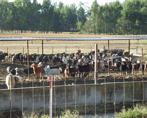 Behind a wire fence and concrete barrier, cattle stand in a pen partially covered by a metal-roofed structure providing shade.