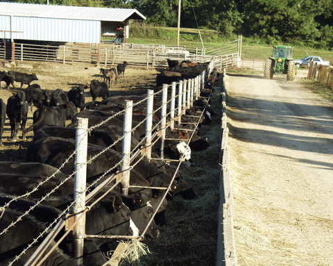 Black cattle stand at the fence line eating hay out of a trough.