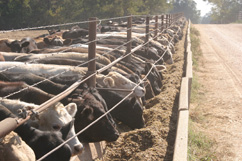 Black, white, and brown cattle eat from a trough along a fence line. A dirt road runs parallel to the fenceline.