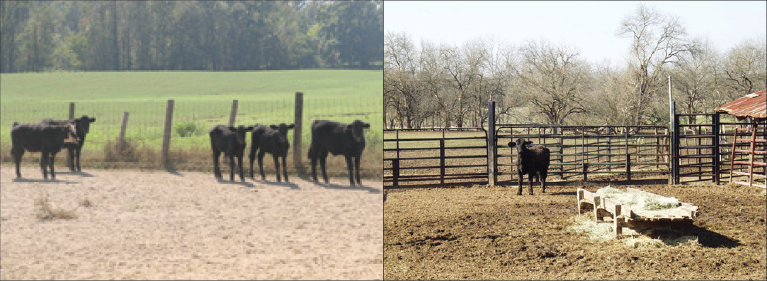 Two different pens for sick cattle. In the first, five sick calves share a hospital pen. In the second, one sick calf occupies a hospital pen.