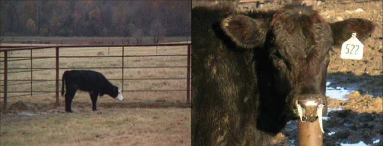 Two different examples of sick calves. The first calf stands at a distance with its head drooping. The second calf has white nasal discharge coming from both nostrils.