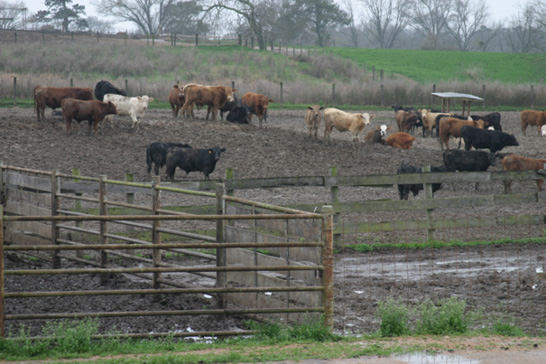 Cattle stand in a receiving pen with wooden fences.