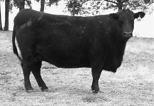 An extremely fat (BCS 9) cow, described in caption. 