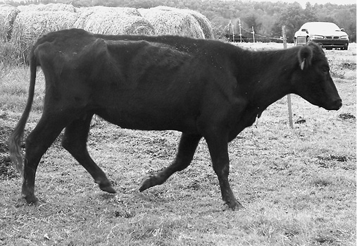 An emaciated (BCS 1) cow, described in caption. 