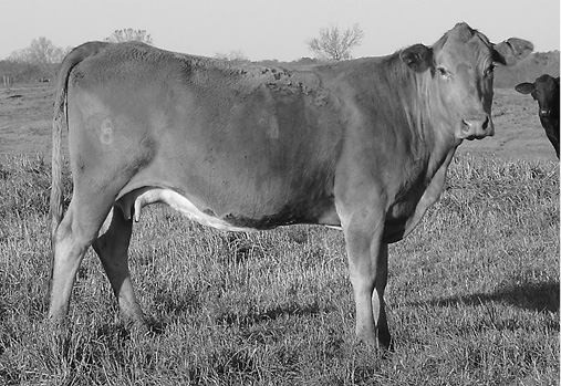 A moderate (BCS 5) cow, described in caption. 