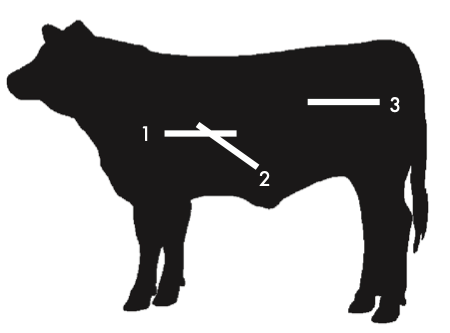 Position 1 measurement is taken parallel to the backbone and between the 12th and 13th ribs. Position 2 measurement is taken at a point three-fourths of the length of the ribeye from the end nearest the animal's spine. Position 3 measurement is taken along the rump of the animal between the hooks and pins.
