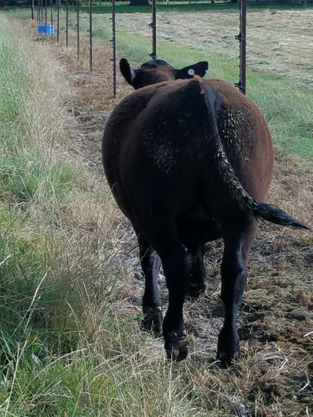 A cow with a large bloat on the left side walks next to a fence. 