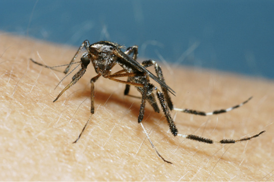 An adult female mosquito rests on a human arm. 