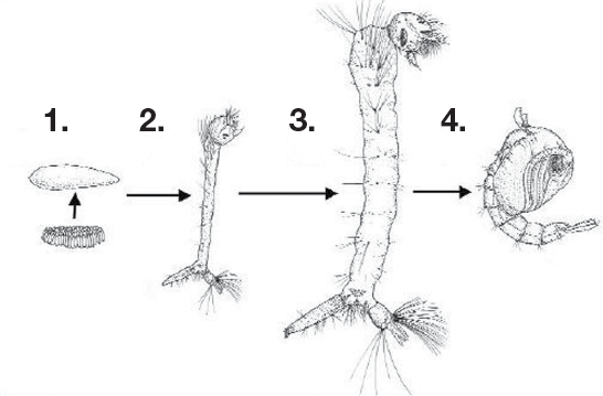 A drawing of the different life stages of the southern house mosquito shows its progress from egg to pupa. 