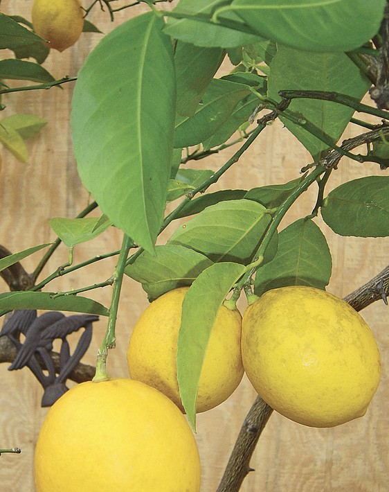 Yuzu Lemon Trees for Sale -  – Madison Citrus  Nursery