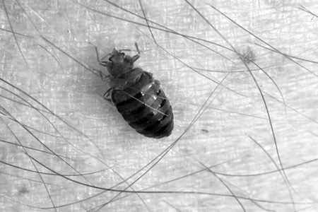 How Long Can Bed Bugs Live Without Eating? - Green Pest Solutions