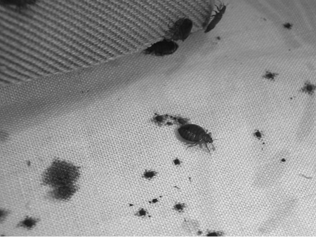 Close-up of several small, black insects on a mattress with small, black spots.