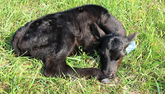 A newborn calf lays in a green field. 