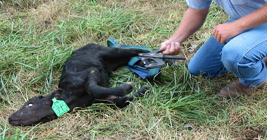 A newborn calf lays in the grass after being tagged. 