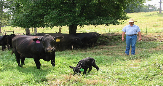 A farmhand monitors a newborn calf and its mother's first interactions. 