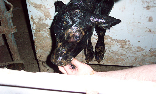 A newborn calf is havng it's airway cleared. 