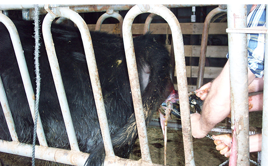 A calf is being pulled out of its mother to aid the calving process. 