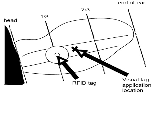 A diagram of a calf's ear instructing ear tags to be placed 1/3 of the ear's length away from the head. 