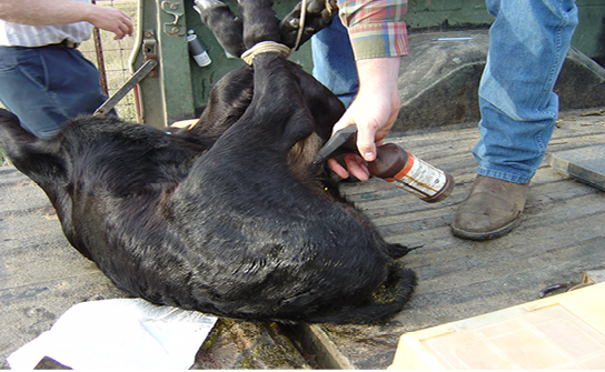 A calf is tied by its ankles and sprayed with disinfectant. 