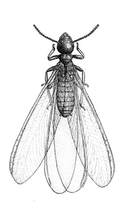 Eastern subterranean termite swarmers have the same features as workers, but their bodies are slimmer and they have two pairs of wings that are about twice as long as their bodies. 