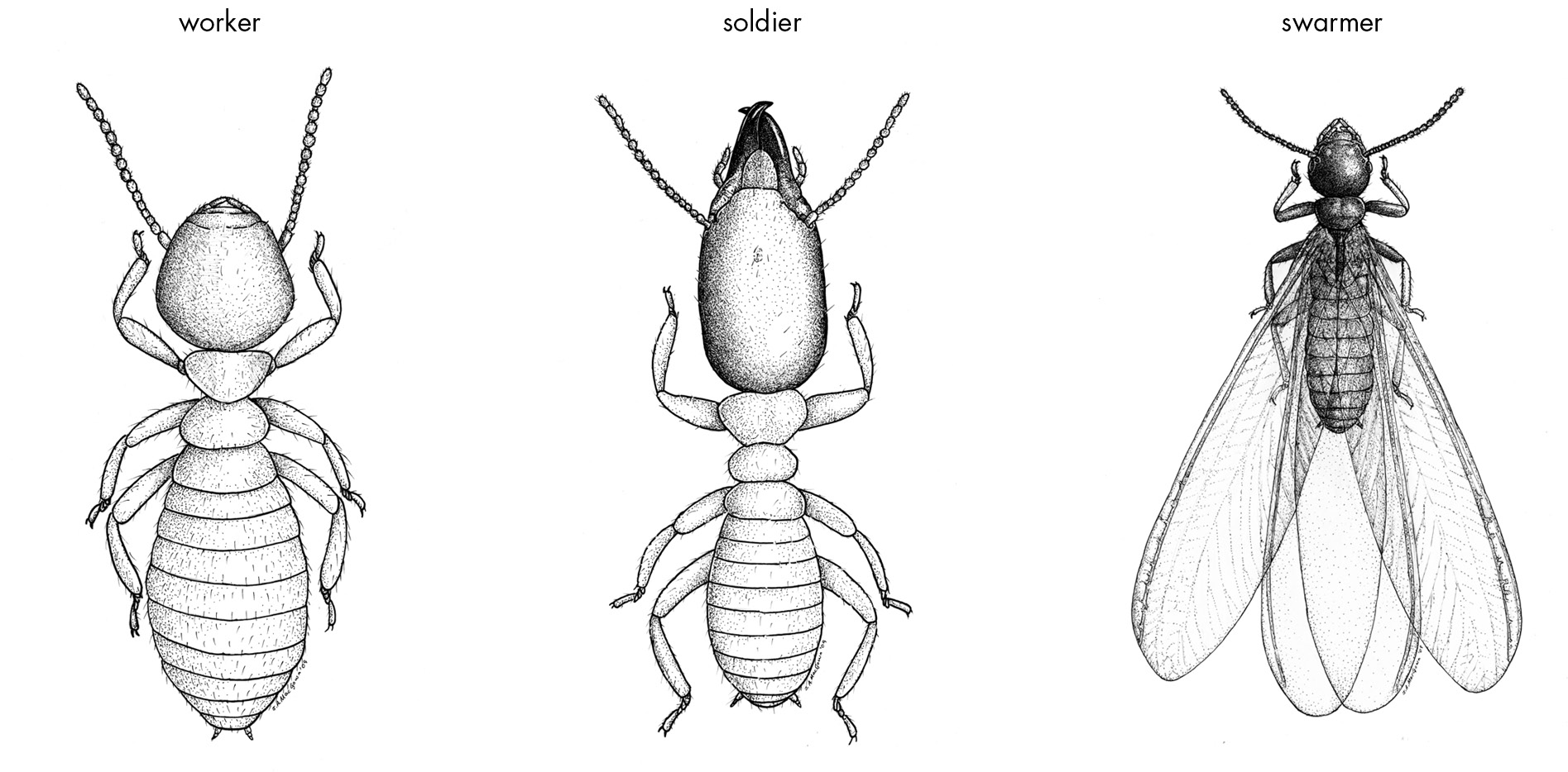 Line drawings of a termite worker, soldier, and swarmer. Workers are entirely white, soft-bodied, and blind, and they have six legs and two antennae. Soldiers have a slimmer body and larger, rectangular head with pincers. Swarmers resemble workers but have two sets of large (about twice the length of their bodies) wings.