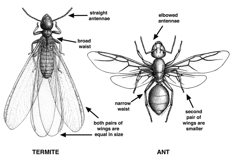 Line drawing showing the differences in a swarmer termite and a winged ant. The termite has straight antennae and a broad waist, and both pairs of wings are equal in size. The ant has elbowed antennae and a narrow waist, and the second pair of wings is smaller.