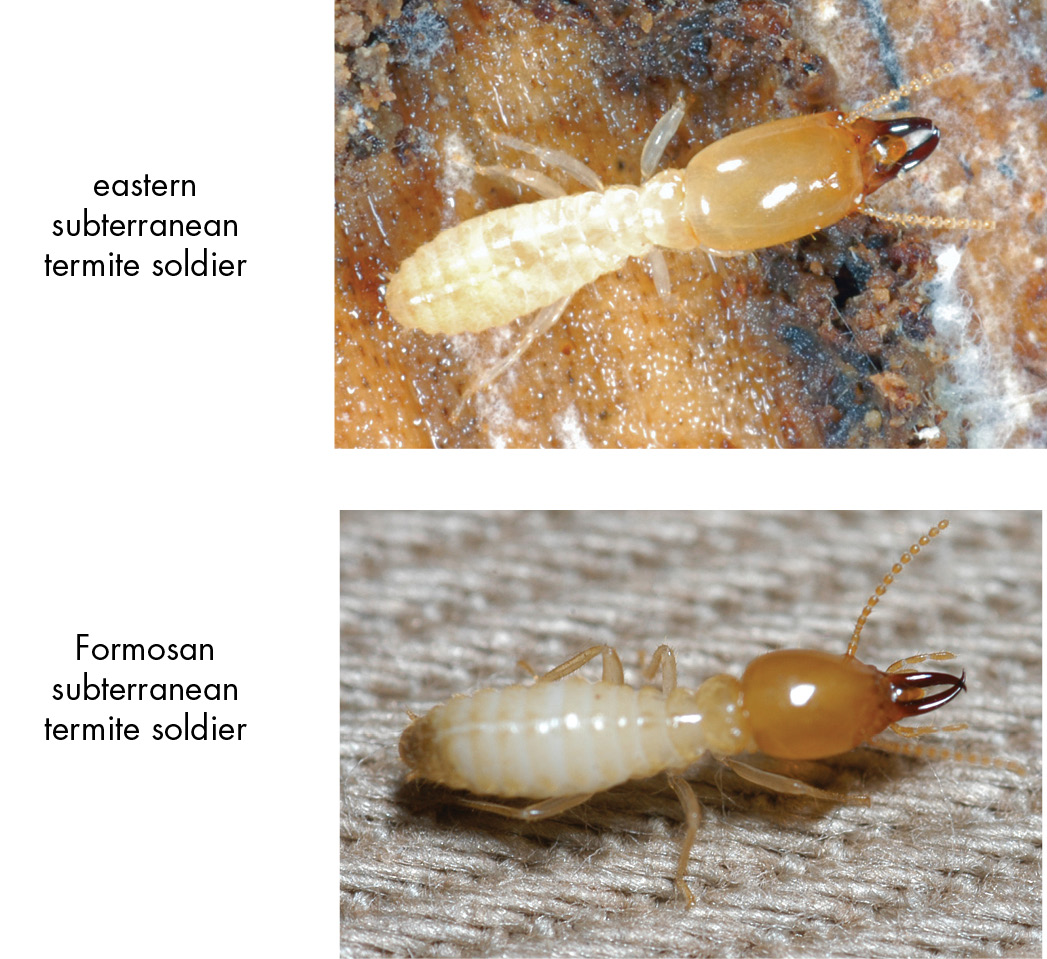 Close-up photos of eastern subterranean and Formosan subterranean termite soldiers. They have white bodies and brown, shiny heads. The eastern's head is rectangular, while the Formosan's is teardrop-shaped.