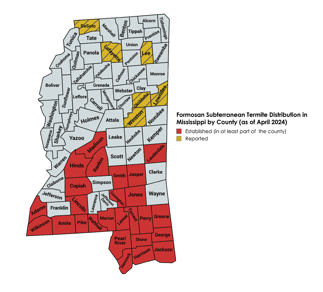 Formosan subterranean termite distribution by county as of April 2024. Established (in at least part of the county): Adams, Wilkinson, Amite, Madison, Hinds, Rankin, Copiah, Lincoln, Pike, Walthall, Marion, Smith, Jasper, Covington, Jones, Lauderdale, Lamar, Forrest, Perry, Greene, Pearl River, Stone, George, Hancock, Harrison, Jackson. Reported: DeSoto, Lafayette, Lee, Oktibbeha, Lowndes, Winston.
