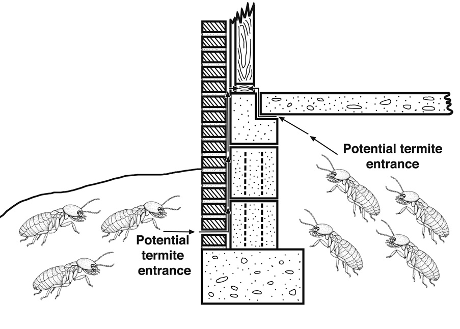 Illustration showing that termites can enter buildings through the surrounding soil.