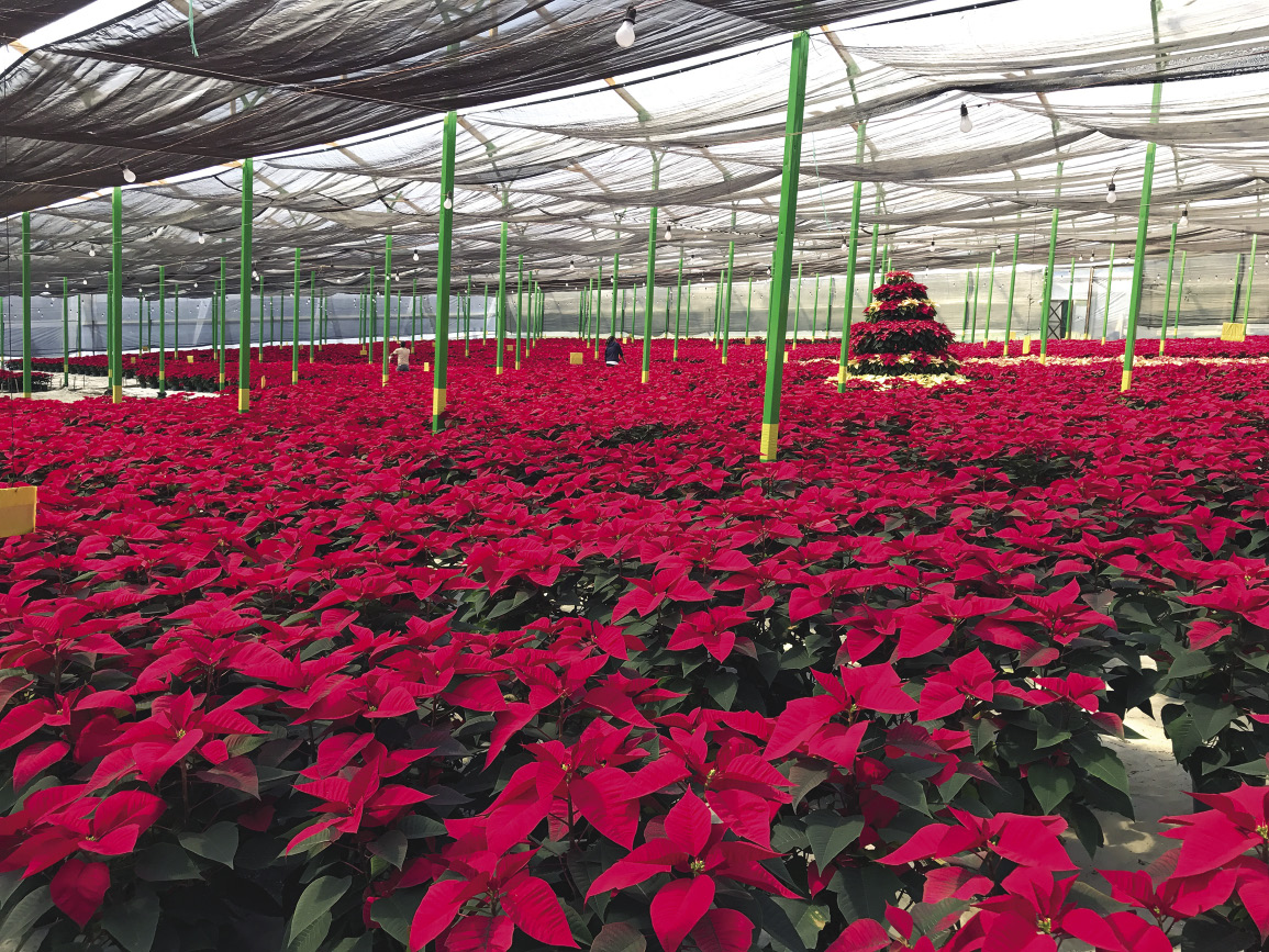 Growing and caring for poinsettia