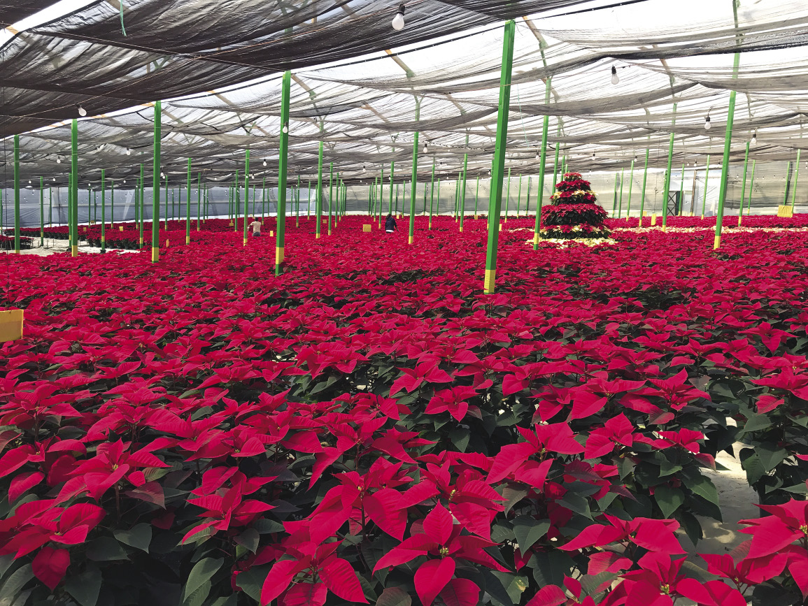 Selecting and Maintaining Poinsettias  Mississippi State University  Extension Service