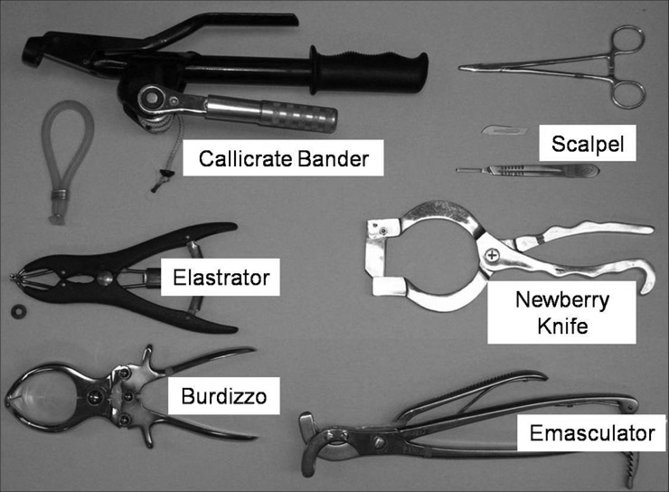 The following castration tools are displayed on a flat surface: callicrate bander, scalpel, elastrator, newberry knife, burdizzo, and emasculator.