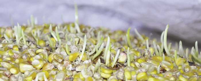 A pile of corn kernels sprouting little green shoots.