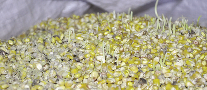 A pile of corn kernels with green sprouts on the right side and gray mold covering the kernels on the left.