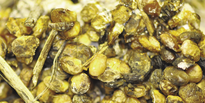 A mixture of soybeans ranging in color from tan to brownish-gray to dark brown.