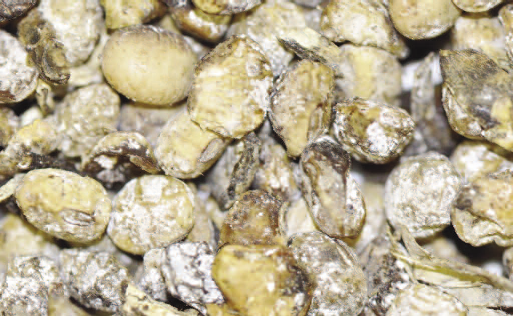 Soybeans covered in a dusting of white mold.