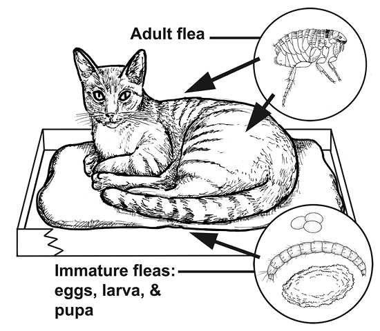 Drawing of a cat in a bed with inset drawings of an adult flea and flea eggs, larva, and pupa.